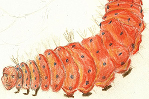 sadudaerdna